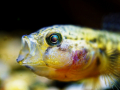 oči-0001 (32)