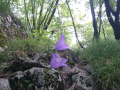 Žbevnica 3