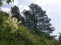 Žbevnica 13