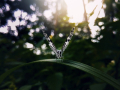 leptir-01 (13)