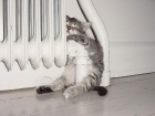 Katze schläft am Heizkörper