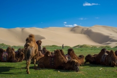 Gobi