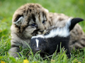 Lion and Skunk Friends