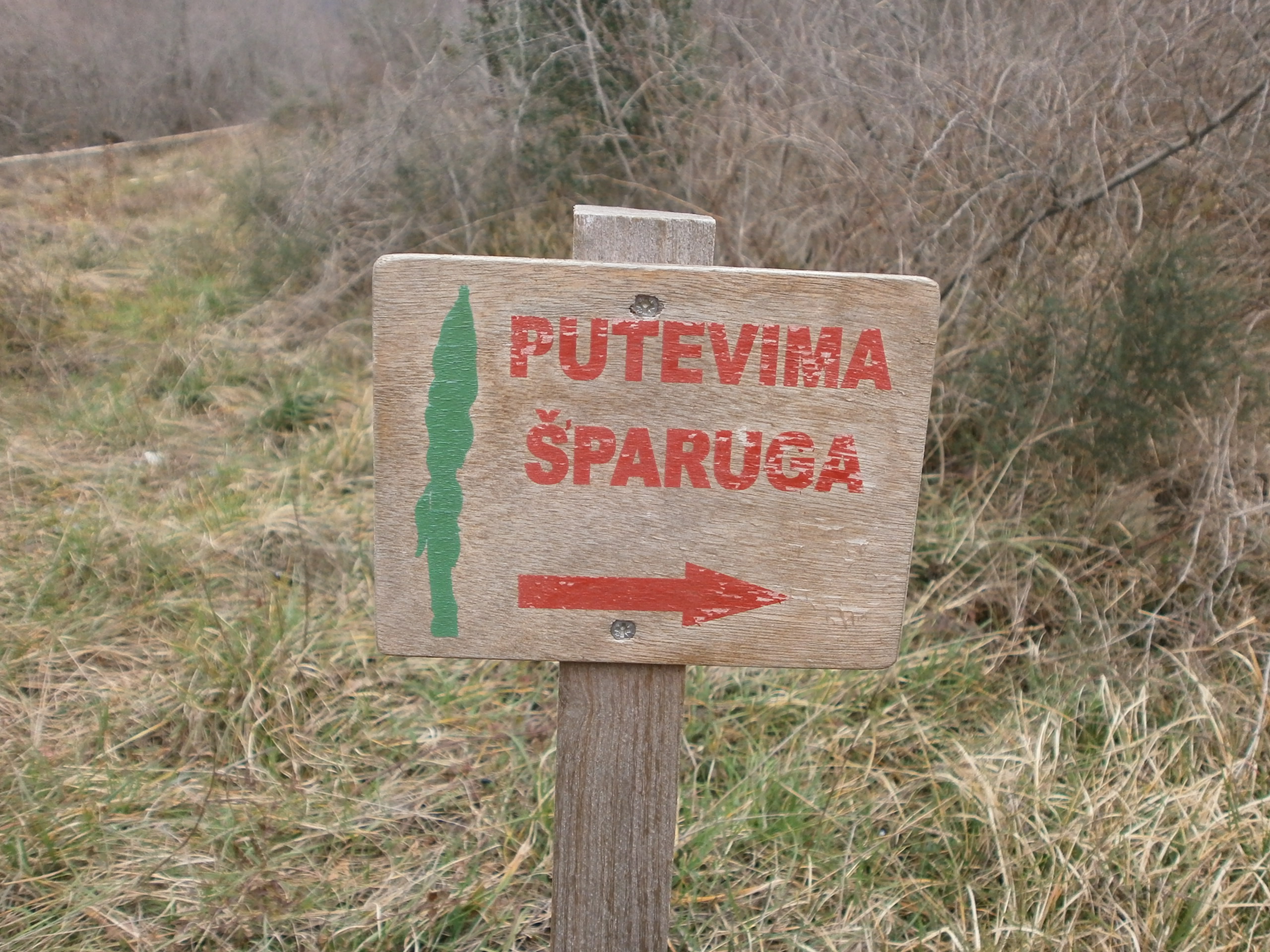 Šparoge