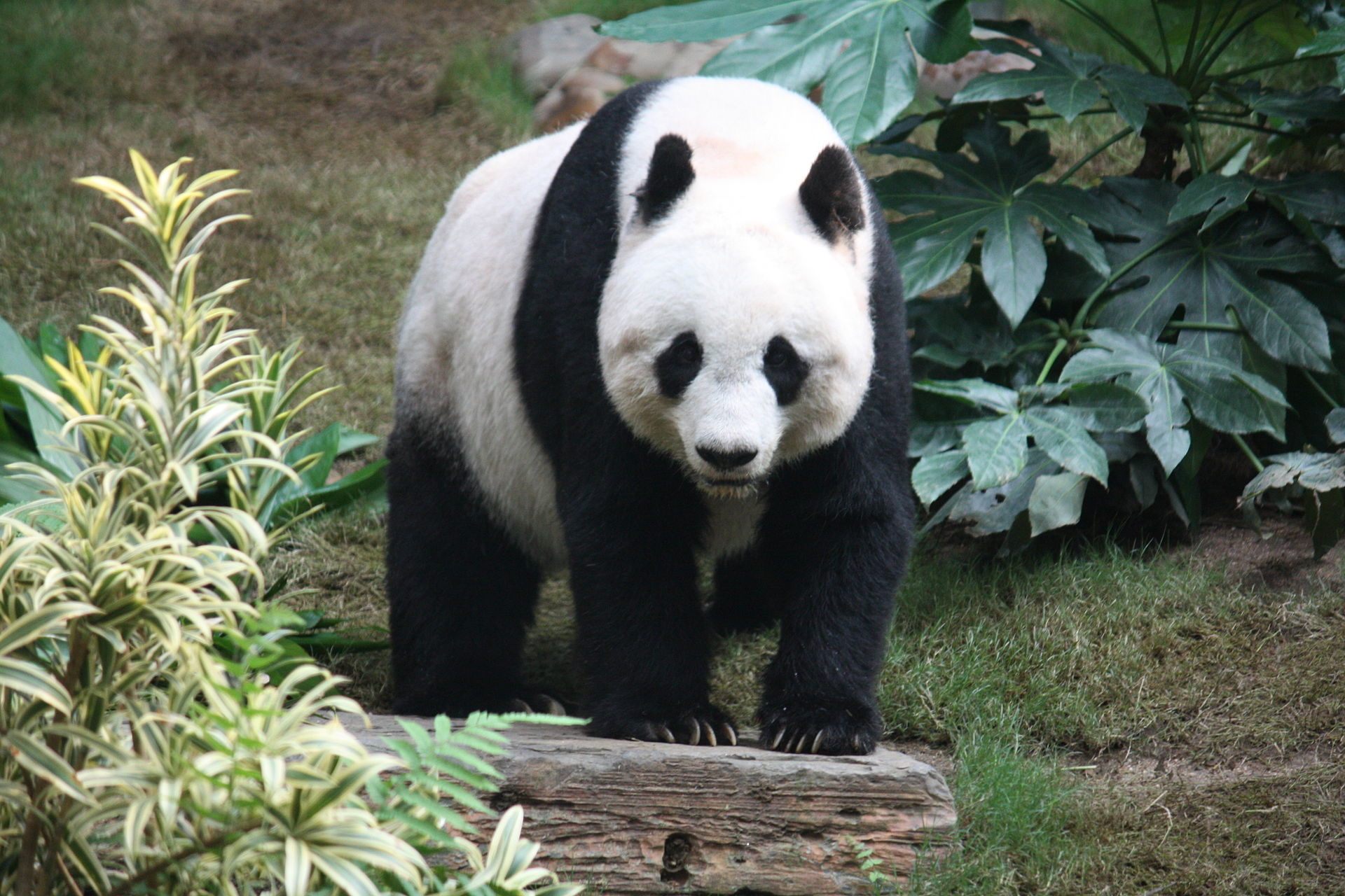 velika panda