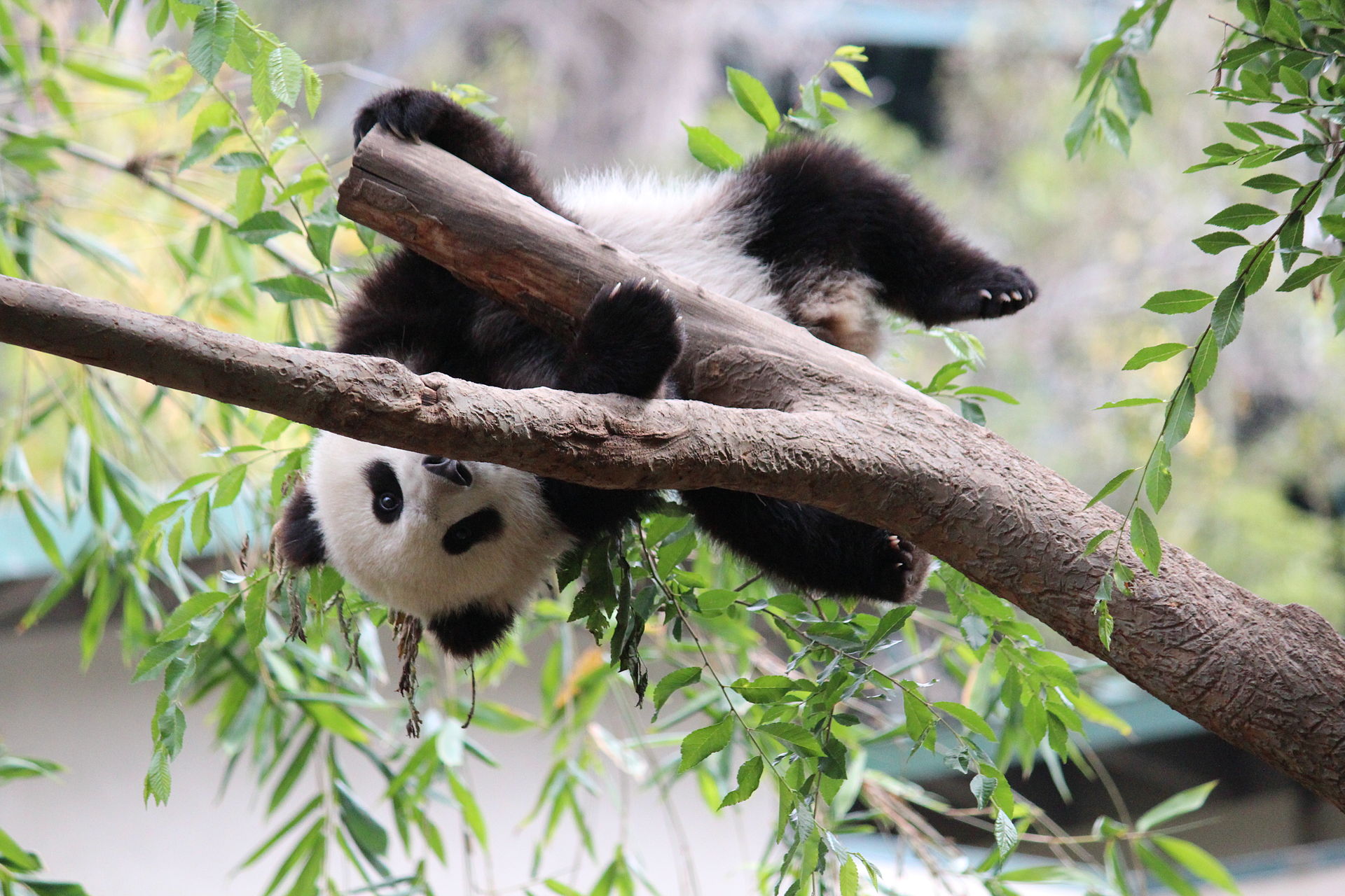 velika panda mladunče