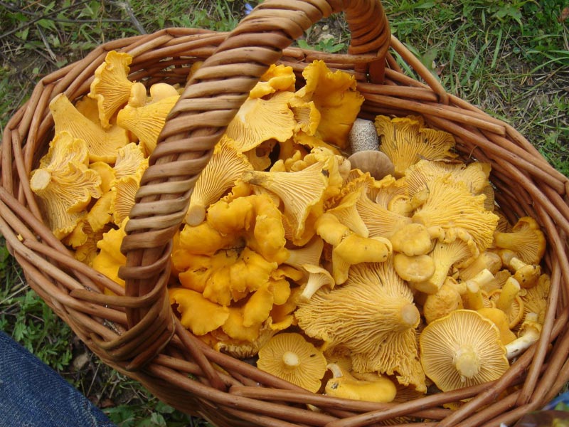 lisičarka