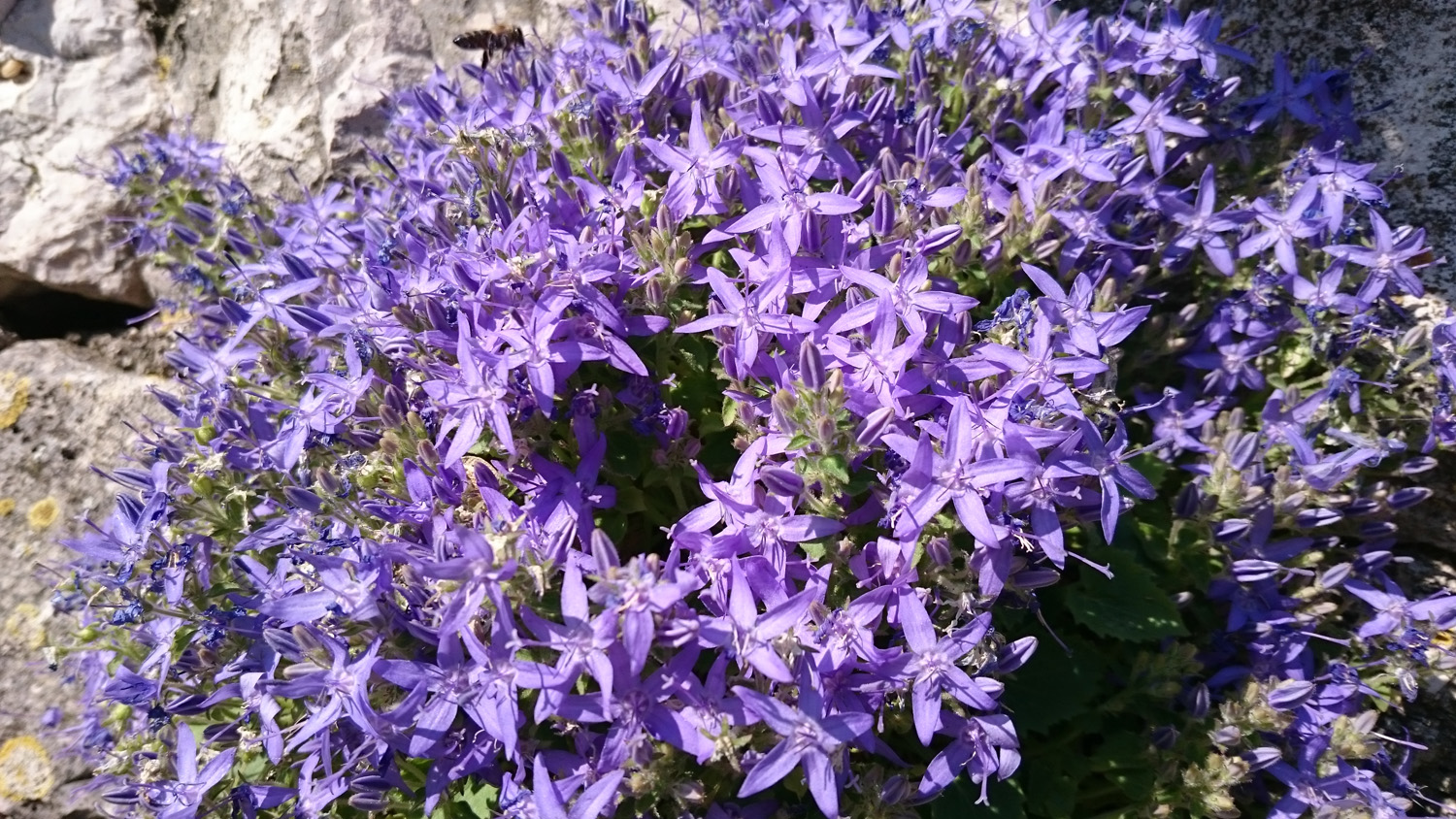 istarski zvončić - Campanula istriaca