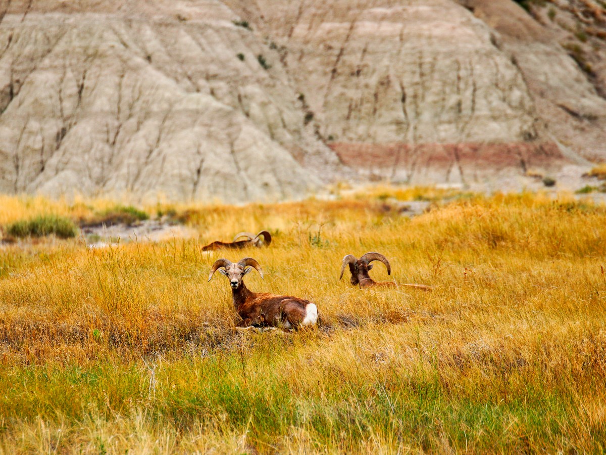 Badlands