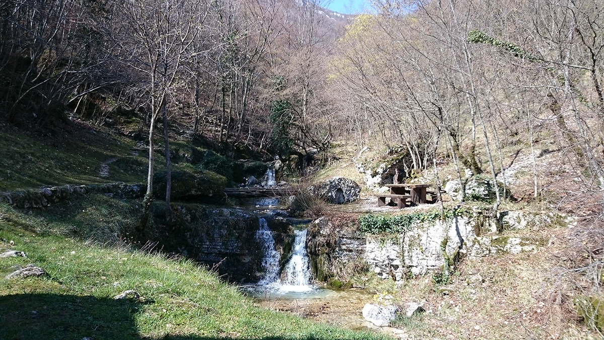 šuma - priroda