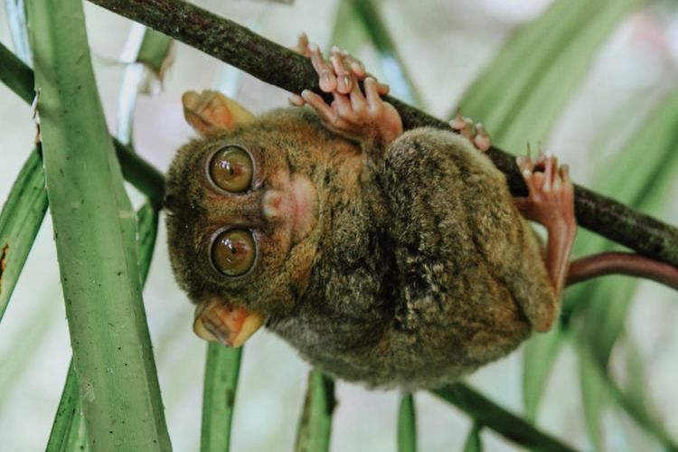 Filipinski tarsier