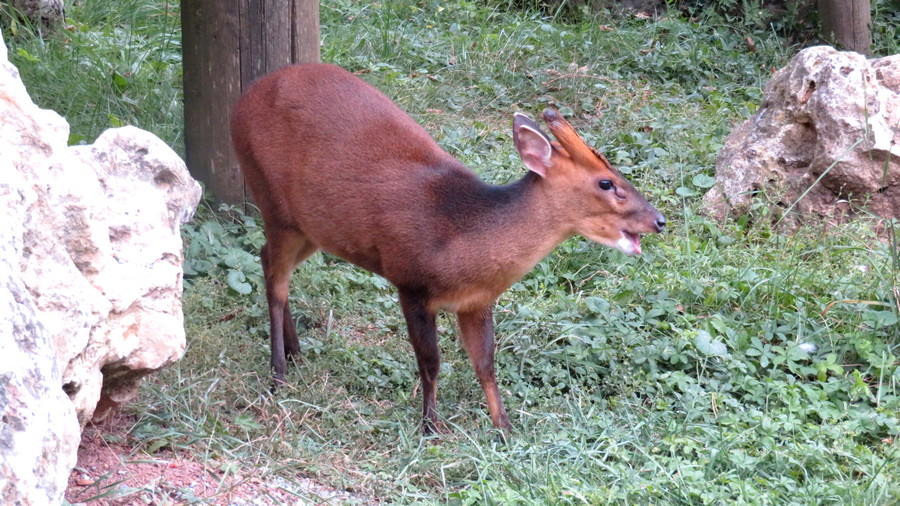 Muntiacus reevesi